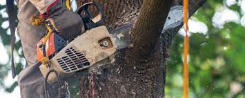 Soil Testing and Treatment in Saddle Rock, NY