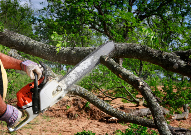 Lawn Maintenance Plans in Saddle Rock, NY